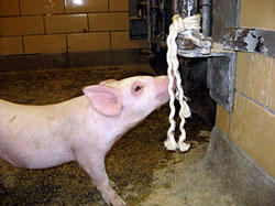 pig with collection rope